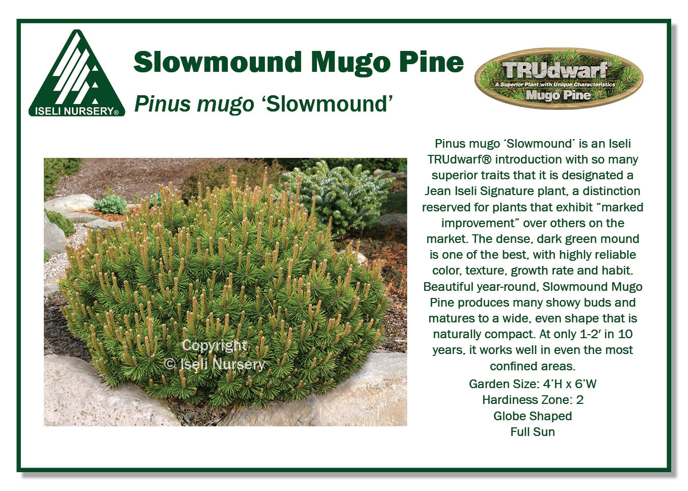 Pinus Mugo Slowmound Iseli Nursery