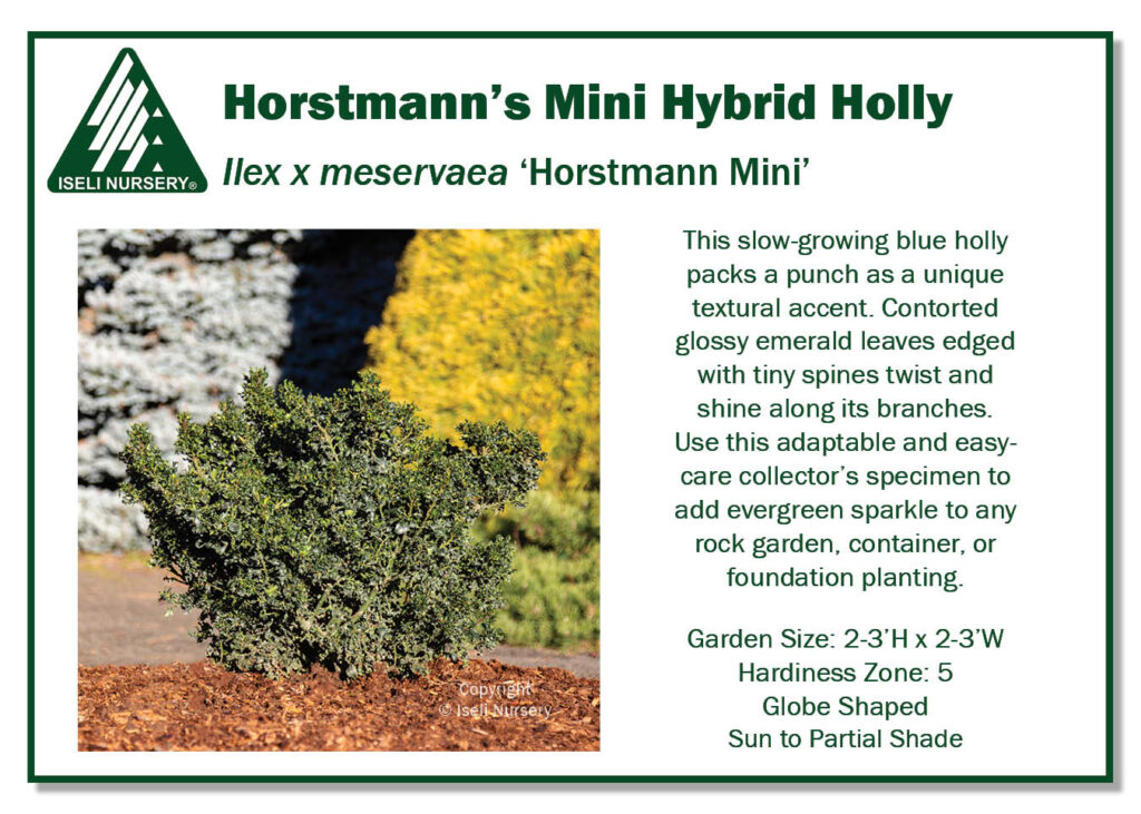 POS Sign - Ilex x meservaea 'Horstmann Mini' (Low Res)