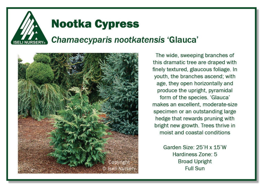 POS Sign - Chamaecyparis nootkatensis 'Glauca' (Low Res)