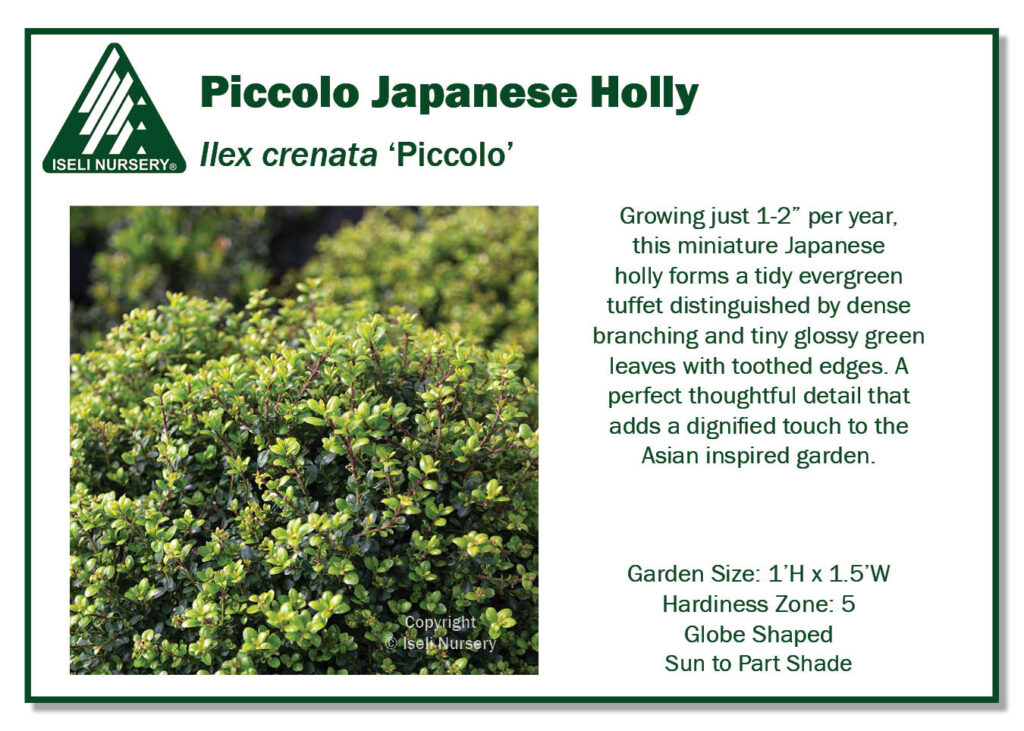 POS Sign - Ilex crenata 'Piccolo' (Low Res)