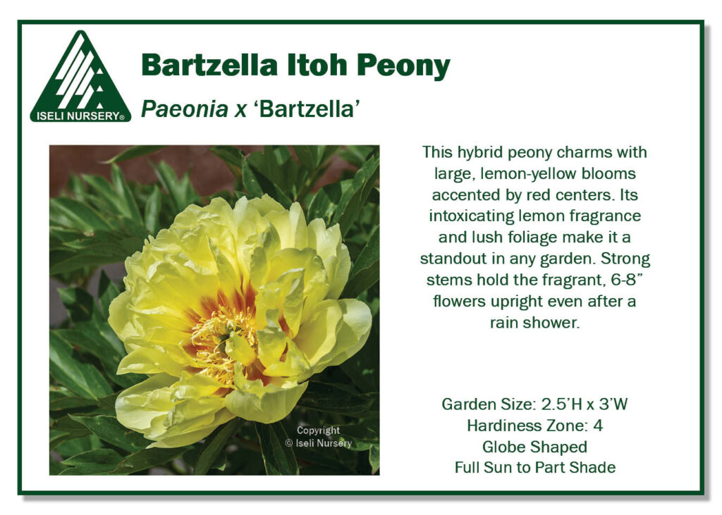 POS Sign - Paeonia x 'Bartzella' (Low Res)