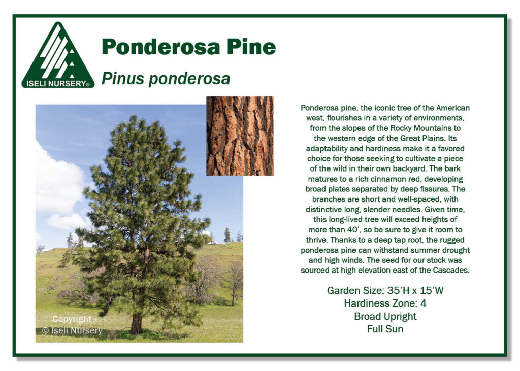 POS Sign - Pinus ponderosa (Low Res)