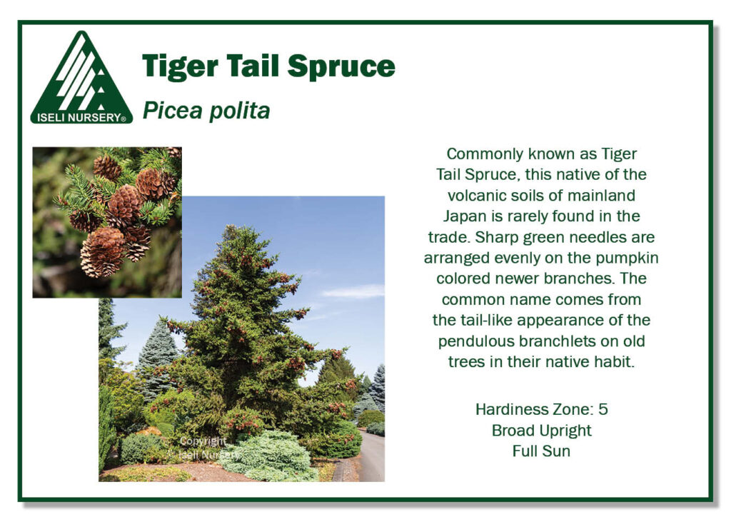 POS Sign - Picea polita (Low Res)