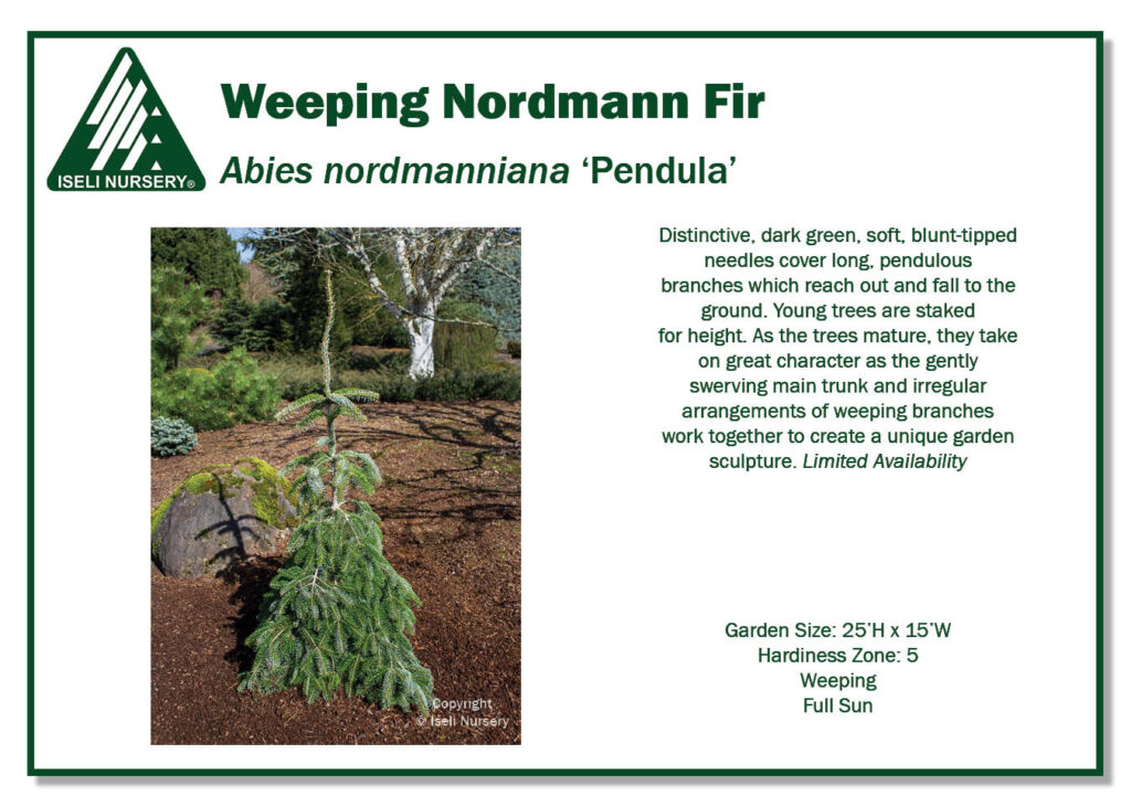 POS Sign - Abies nordmanniana 'Pendula' (Low Res)