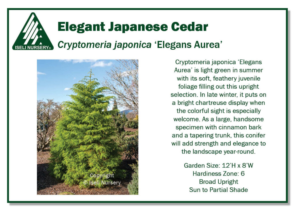 POS Sign - Cryptomeria japonica ‘Elegans Aurea’ (Low Res)