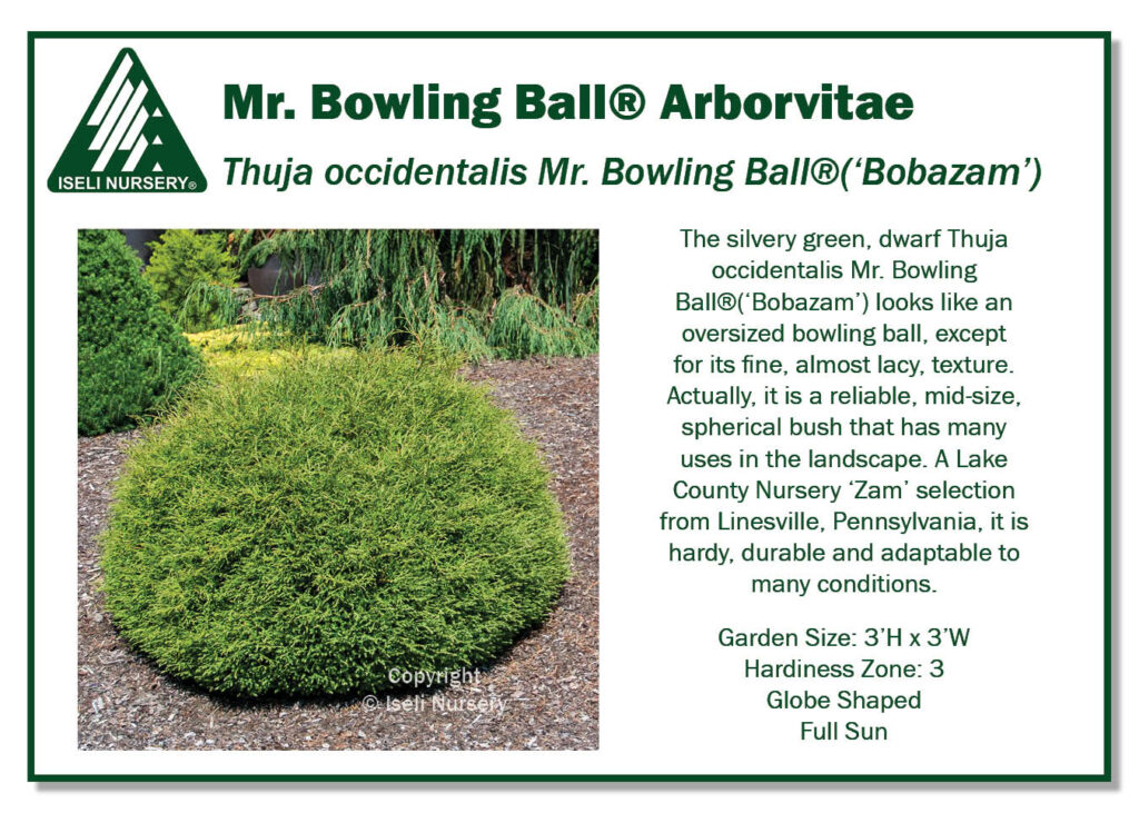 POS Sign - Thuja occidentalis Mr. Bowling Ball®(‘Bobazam’) (low Res)