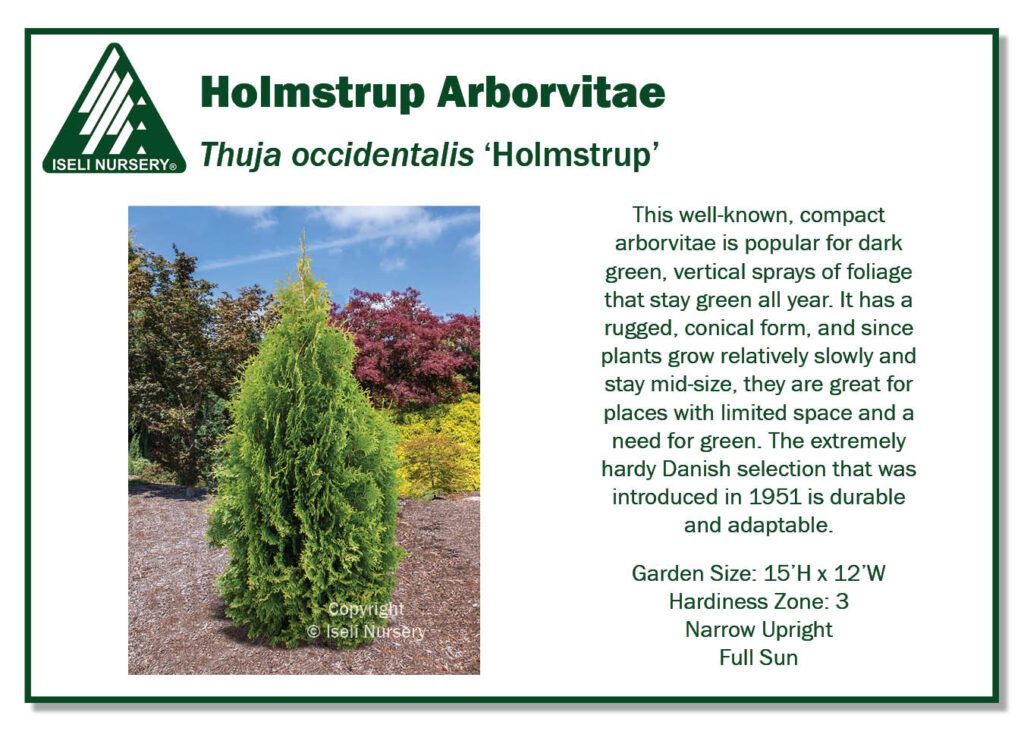 POS Sign - Thuja occidentalis ‘Holmstrup’ (Low Res)