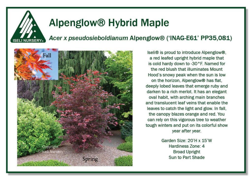 POS Sign - Acer x Psuedosieboldianum Alpenglow® ('INAG-E61' PP35,081) (Low Res)