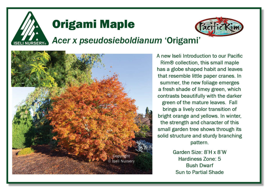 POS Sign - Acer x Psuedosieboldianum 'Origami' (Low Res)