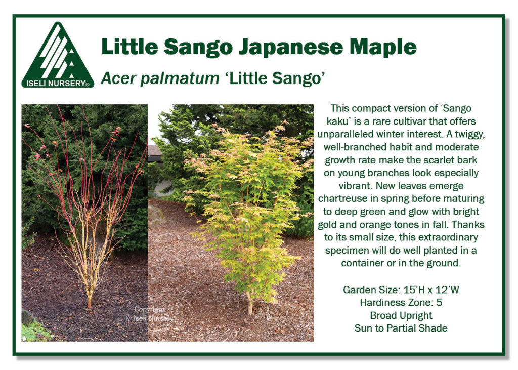 POS sign - Acer palmatum 'Little Sango' (Low Res)