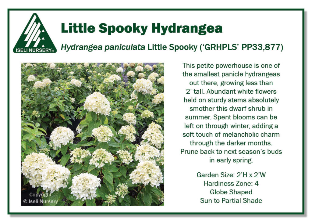 POS Sign - Hydrangea paniculata Little Spooky ('GRHPLS' PP33,877) (Low Res)