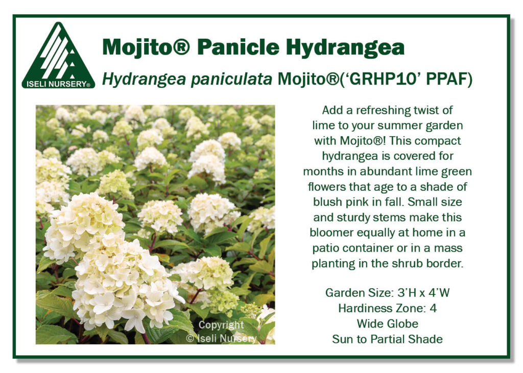 POS Sign - Hydrangea paniculata Mojito®('GRHP10' PPAF) (Low Res)