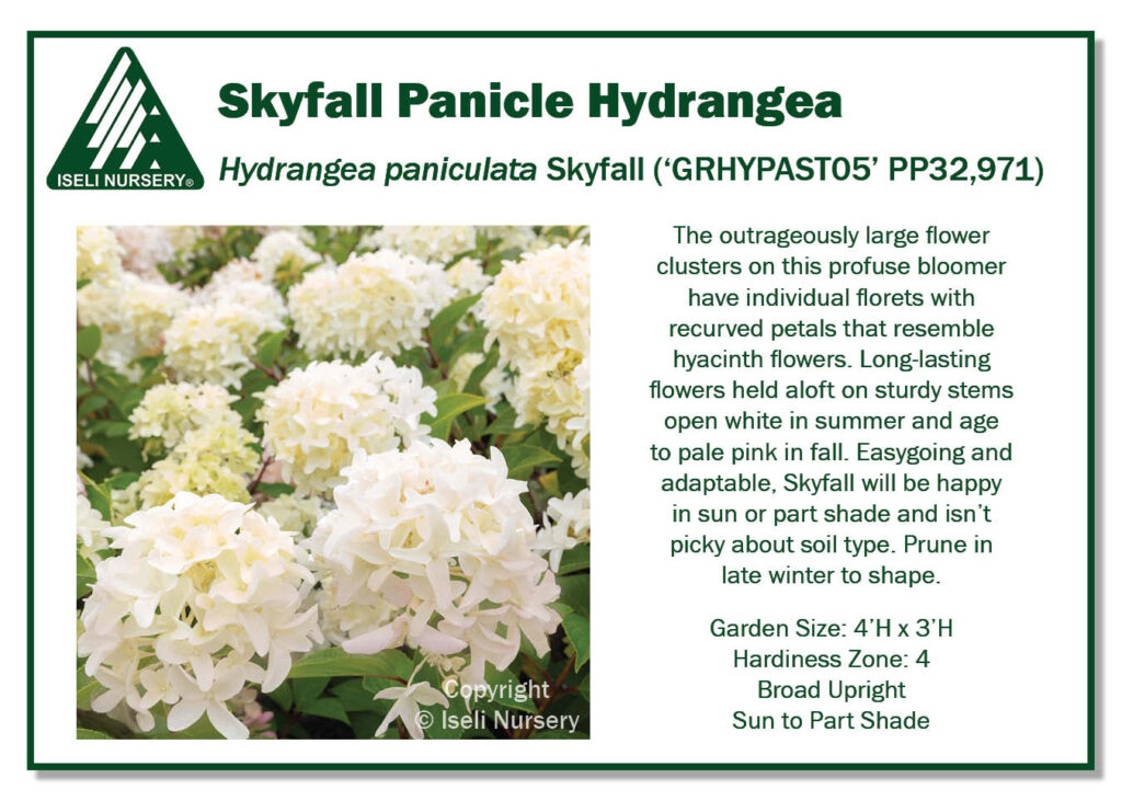 POS Sign - Hydrangea paniculata Skyfall ('GRHPAST05' PP32,971) (Low Res)