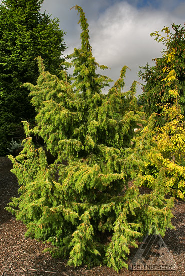 Great year-round color – The Amazing World of Conifers