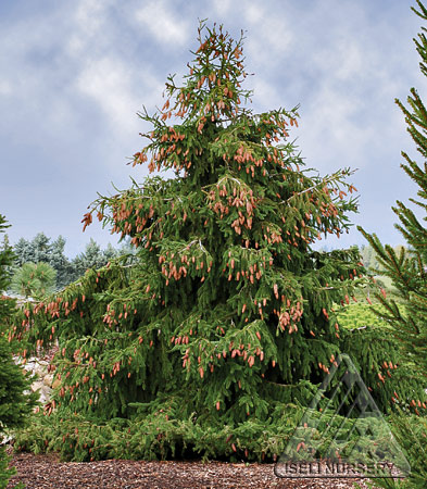 Norway Spruce – The Amazing World Of Conifers