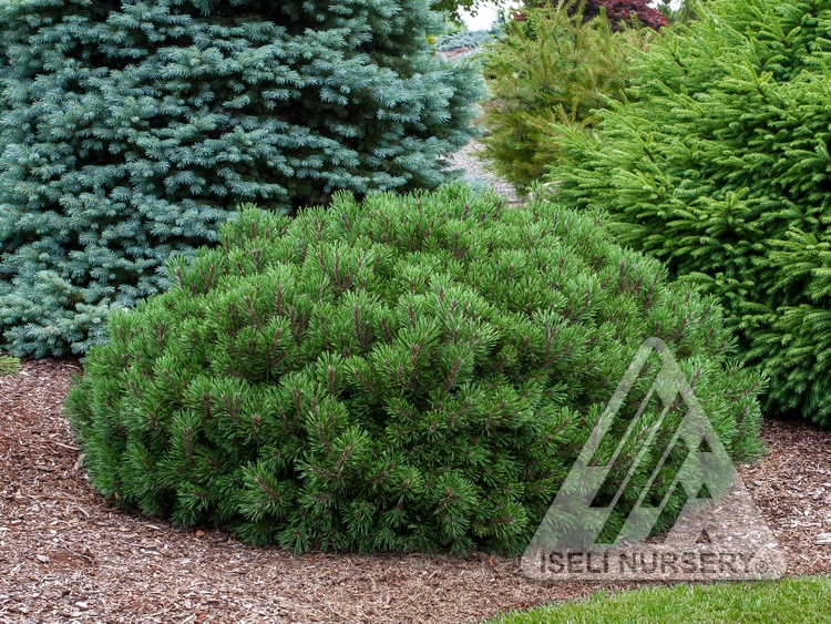 TRUdwarf® Mugo Pines – Iseli Nursery