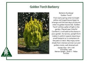 Berberis thunbergii 'Golden Torch'