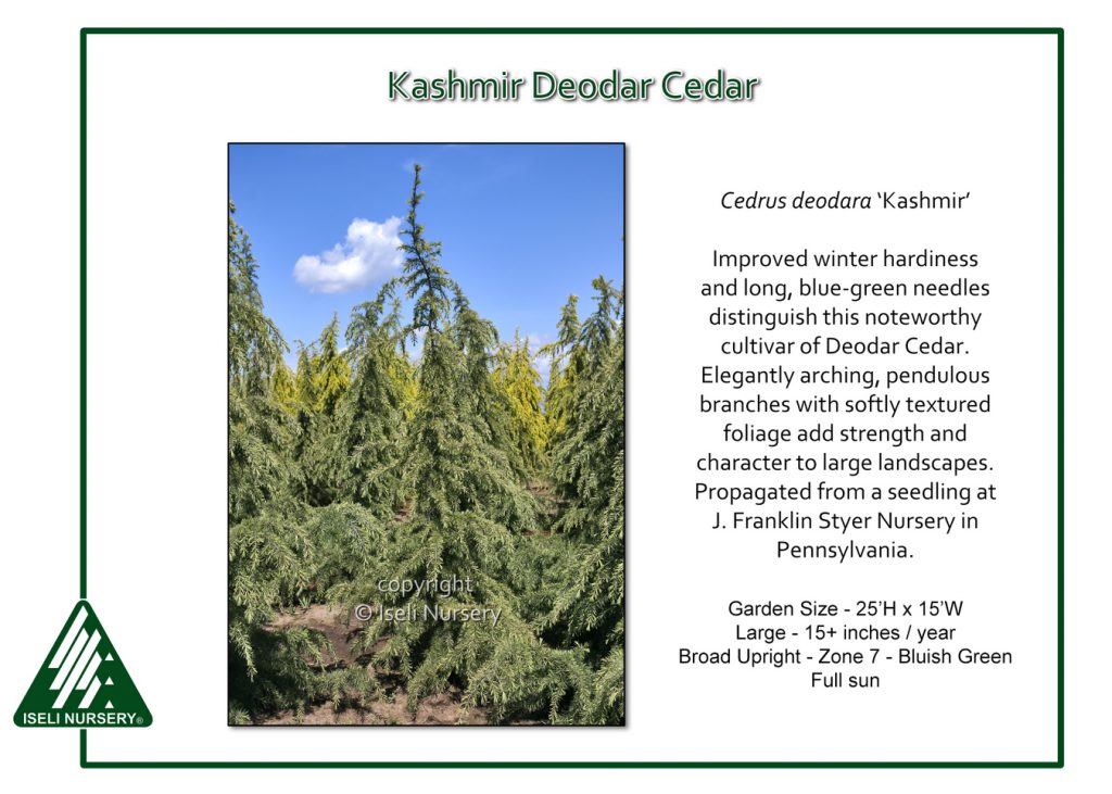 Cedrus deodara ‘Kashmir’ – Iseli Nursery