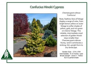 Chamaecyparis obtusa 'Confucius' - Iseli Nursery