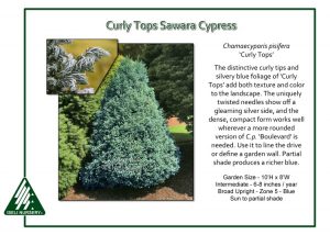 Chamaecyparis pisifera 'Curly Tops' - Iseli Nursery