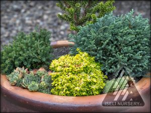 Chamaecyparis (False Cypress) - Iseli Nursery