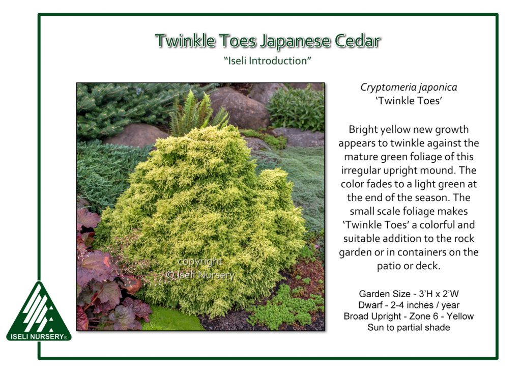 Cryptomeria japonica ‘Twinkle Toes’ – Iseli Nursery