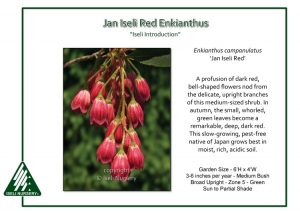 Enkianthus campanulatus ‘Jan Iseli Red’ - Iseli Nursery