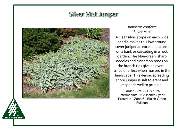 Juniperus conferta 'Silver Mist' - Iseli Nursery