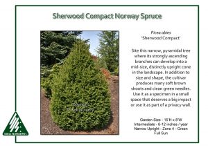 Picea abies ‘Sherwood Compact’ - Iseli Nursery