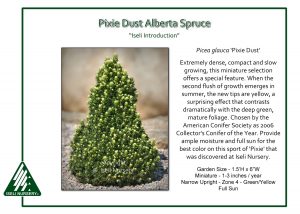 Picea glauca 'Pixie Dust'