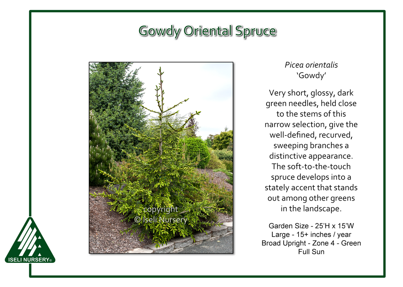 Picea orientalis ‘Gowdy’ - Iseli Nursery