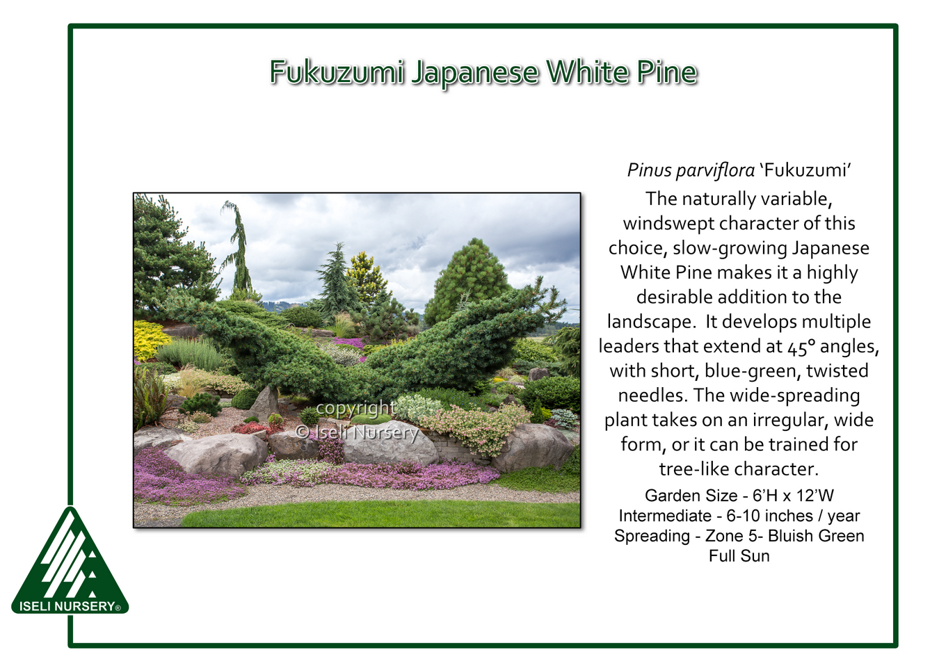 Buy Pinus Parviflora Fukuzumi White Pine