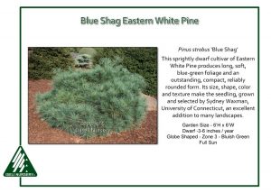 Pinus strobus 'Blue Shag'