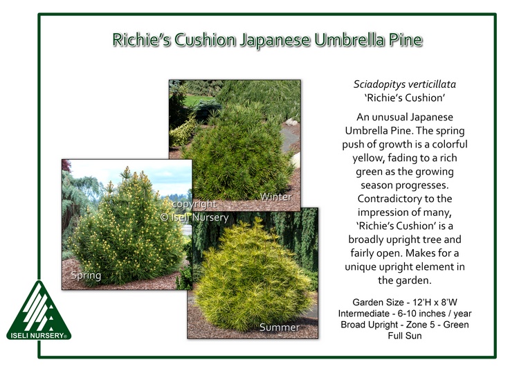 Sciadopitys verticillata 'Richie's Cushion'