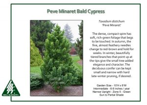 Taxodium distichum ‘Peve Minaret’ - Iseli Nursery