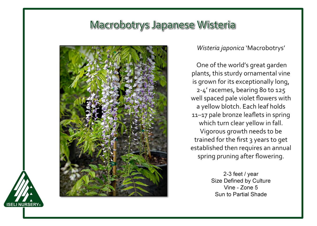 Wisteria Floribunda Macrobotrys - Glycine du Japon