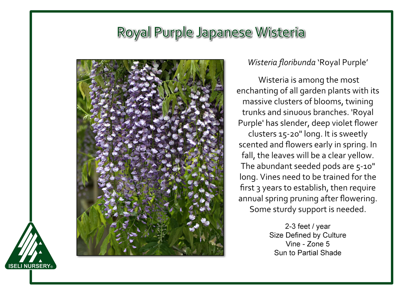 Plant Culture: Wisteria floribunda 'Royal Purple' – The Gardener's Notebook