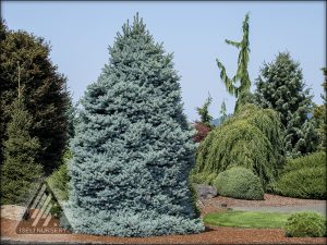 Colorful Conifers® - Iseli Nursery