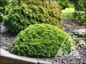 Chamaecyparis (False Cypress) - Iseli Nursery