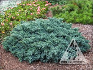 Juniperus (Juniper) - Iseli Nursery