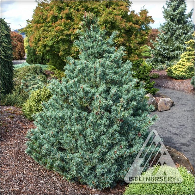 Pinus (Pine) - Iseli Nursery