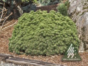 'Sherwood Compact' - TRUdwarf® Mugo Pine