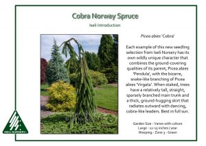 Picea Abies ‘Cobra’ - Iseli Nursery