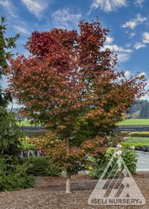 Acer x pseudosieboldianum First Flame® (‘IsFirFl’) - Iseli Nursery