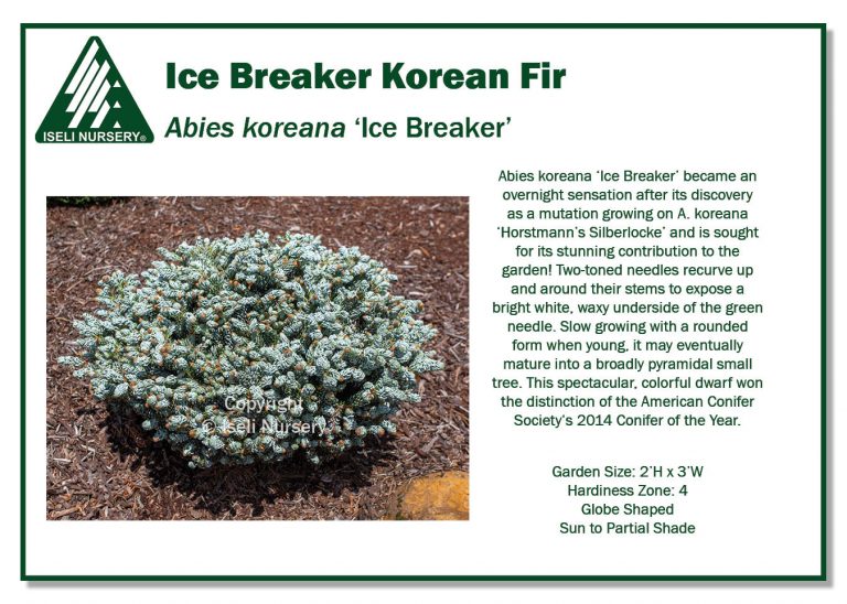 Abies Koreana 'Ice Breaker' - Iseli Nursery