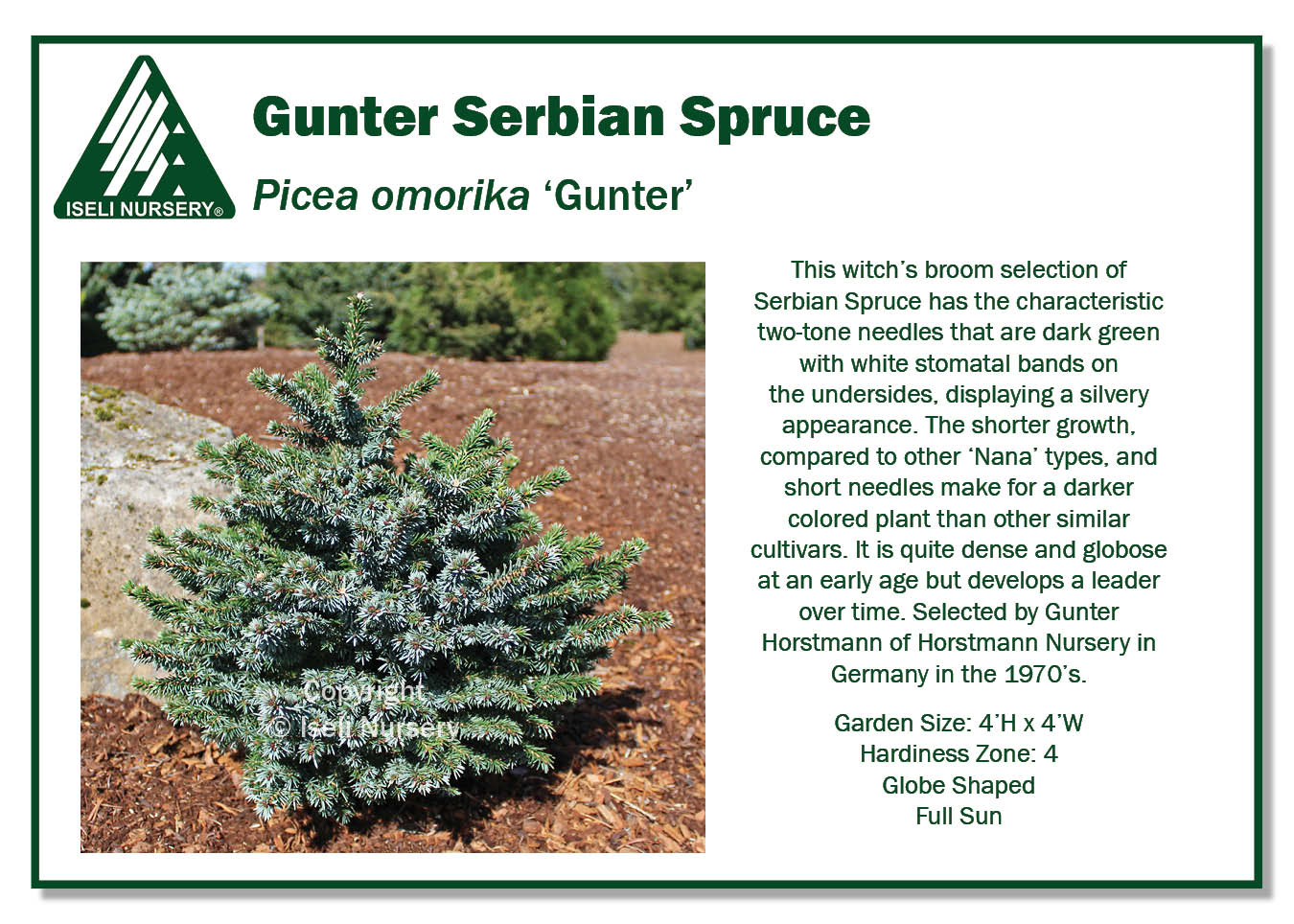 Picea omorika 'Gunter' - Iseli Nursery