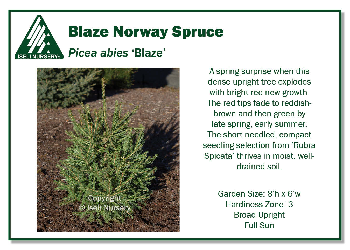 Picea abies 'Blaze' - Iseli Nursery