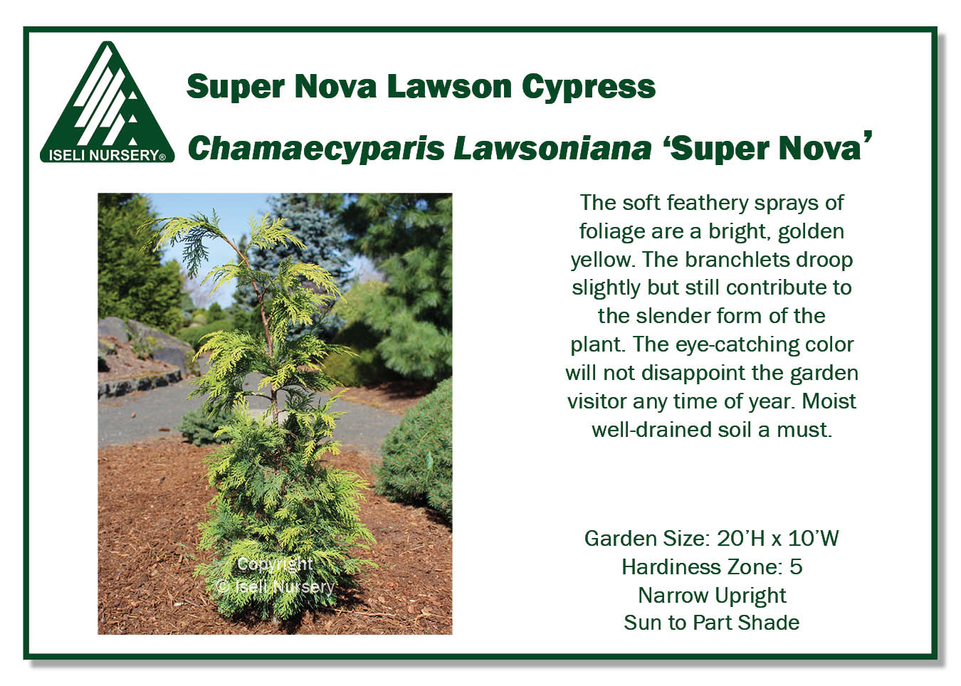 Chamaecyparis Lawsoniana 'Super Nova' - Iseli Nursery