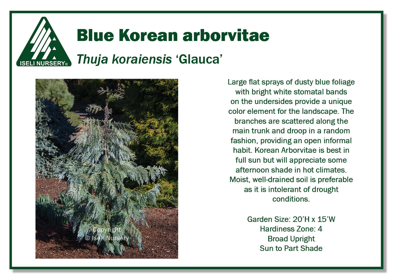 Thuja koraiensis 'Glauca' - Iseli Nursery