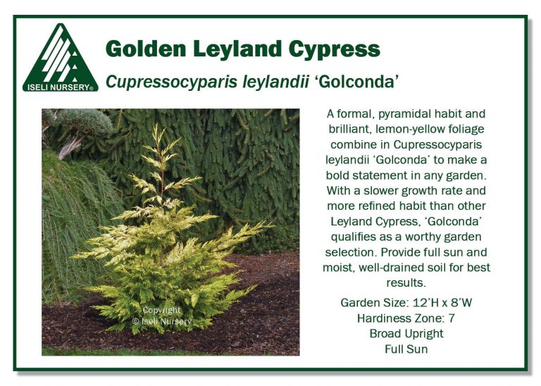 Cupressocyparis leylandi ‘Golconda’ - Iseli Nursery